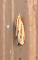 Sparganothis tristriata