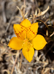Alstroemeria patagonica