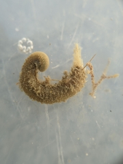 Pherusa andersonorum