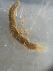 Pherusa andersonorum