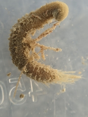 Pherusa andersonorum