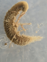 Pherusa andersonorum