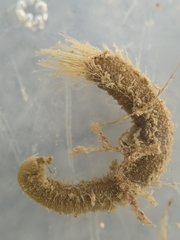 Pherusa andersonorum