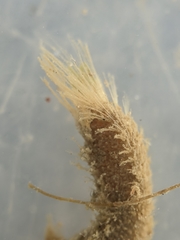 Pherusa andersonorum