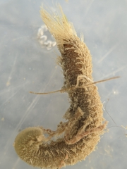 Pherusa andersonorum