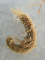 Pherusa andersonorum