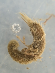 Pherusa andersonorum