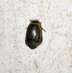 Thermonectus nigrofasciatus