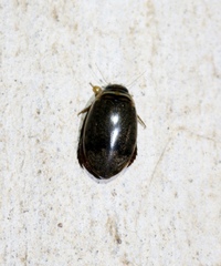 Thermonectus nigrofasciatus