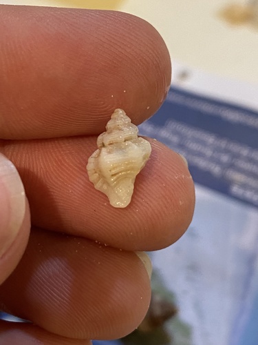 Favartia cellulosa image