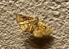 Cacographis osteolalis