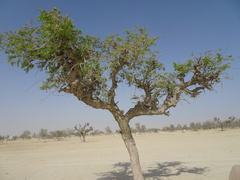 Prosopis cineraria