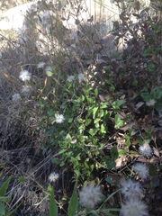 Brickellia cuspidata