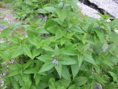 Nepeta subsessilis
