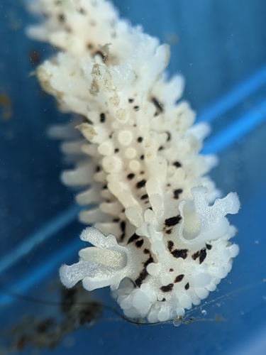 Salt-and-pepper Doris