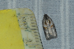 Acleris maculidorsana