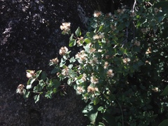 Ageratina calaminthifolia