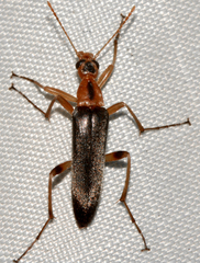 Cephaloon lepturides