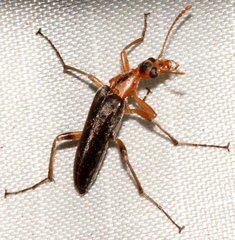 Cephaloon lepturides