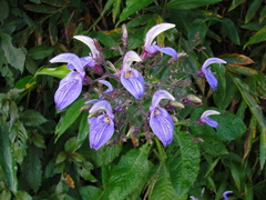 Brillantaisia