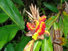 Hedychium gardnerianum