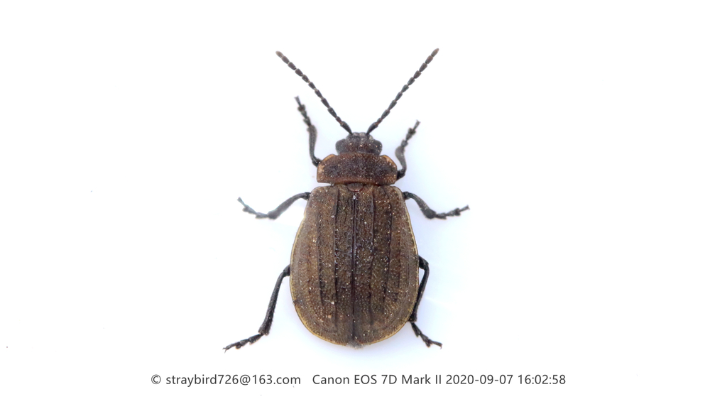 Galeruca reichardti