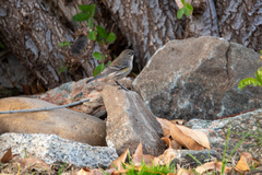 Setophaga coronata