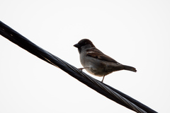 Passer domesticus