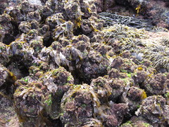 Cunjevoi photo 5