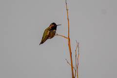 Calypte anna