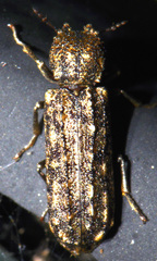 Lichenophanes bicornis