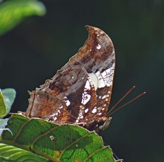 Hypna clytemnestra huebneri