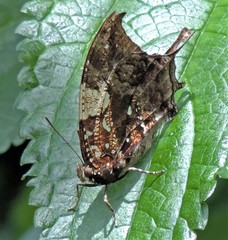 Hypna clytemnestra huebneri