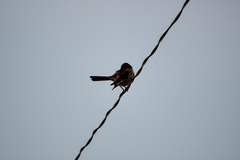 Mimus polyglottos