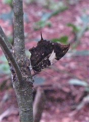 Hypna clytemnestra huebneri