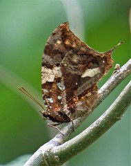Hypna clytemnestra huebneri