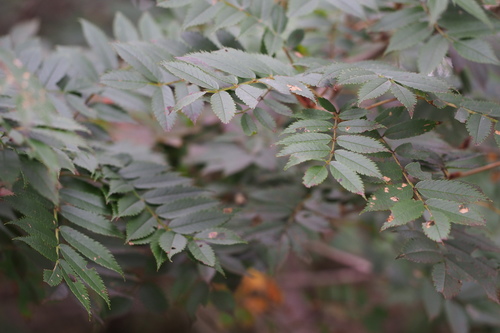 Image of Sorbus commixta by (c) harum.koh, some rights reserved (CC BY-SA)