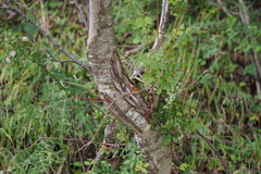 Sorbus commixta