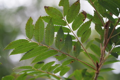 Sorbus commixta
