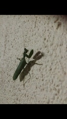Sphodromantis