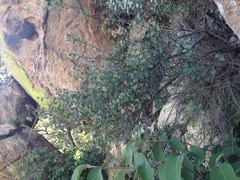 Ageratina calaminthifolia