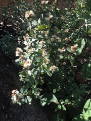Ageratina calaminthifolia