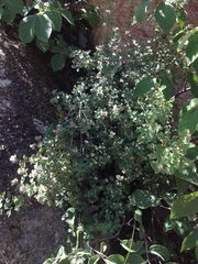 Ageratina calaminthifolia