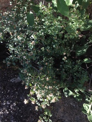 Ageratina calaminthifolia