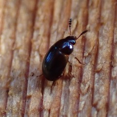 Leiodidae