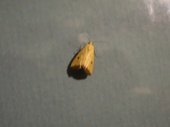 Marimatha botyoides