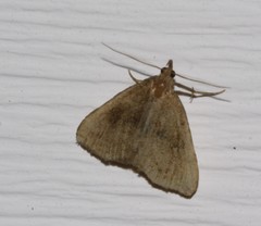 Phalaenostola eumelusalis