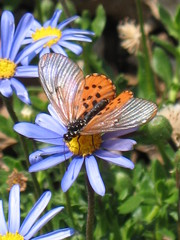 Acraea neobule