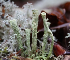 Cladonia sulphurina