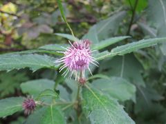 Cirsium otayae